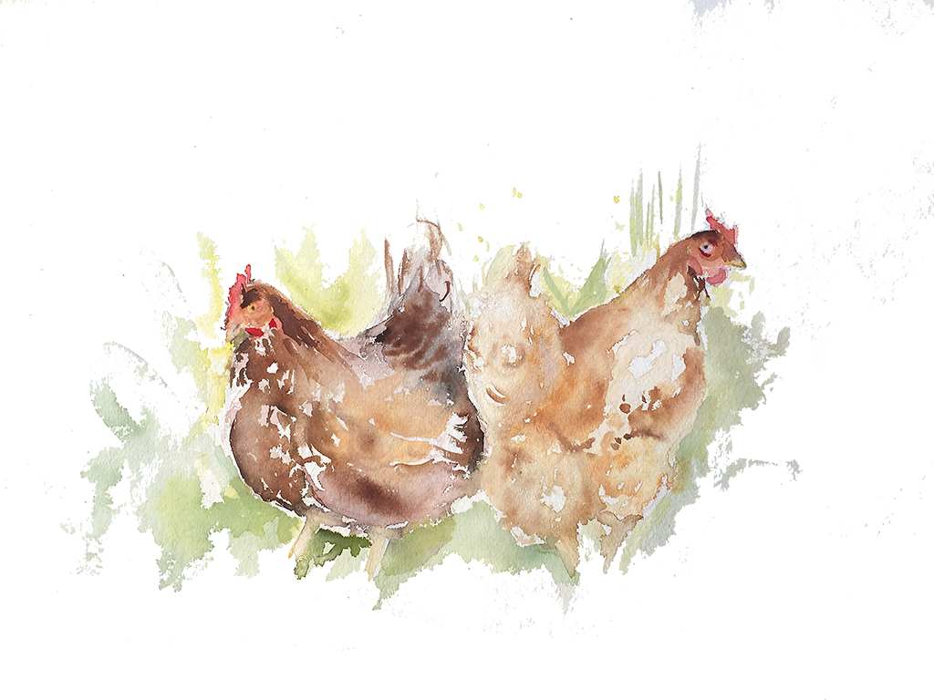 chicken